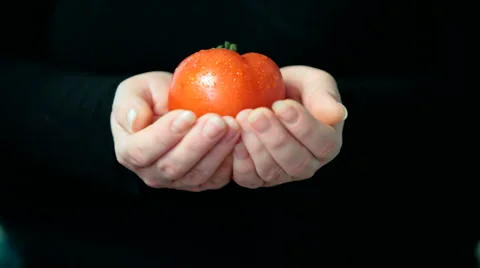 Women hands holding red fresh tomato Stock Footage