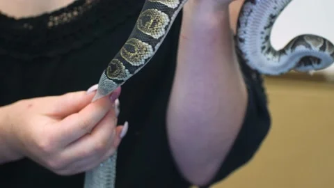 A women holding a python with both hands helps to shed its skin from its Stock Footage 201226926