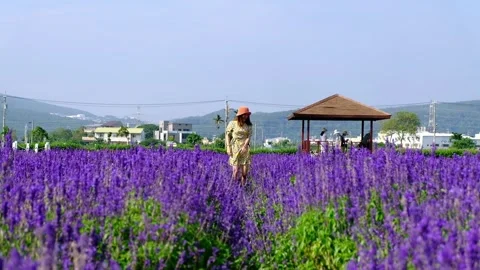 Women in lavender fields Stock Footage 246997129