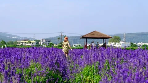 Women in lavender fields Stock Footage 246997132