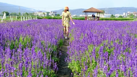 Women in lavender fields Stock Footage 246997177