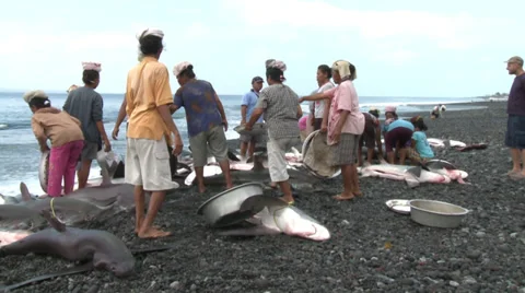 Women loading dead sharks on the beach - shark finning in Indonesia Stock Footage 30471718