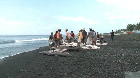 Women loading dead sharks on the beach - shark finning in Indonesia Stock Footage 30471820