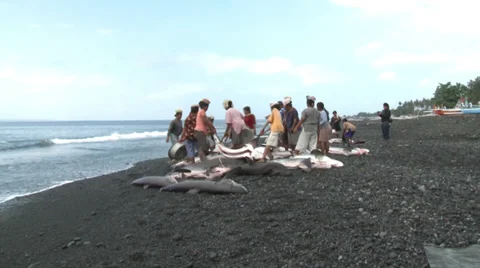 Women loading dead sharks on the beach - shark finning in Indonesia Stock Footage 30472118