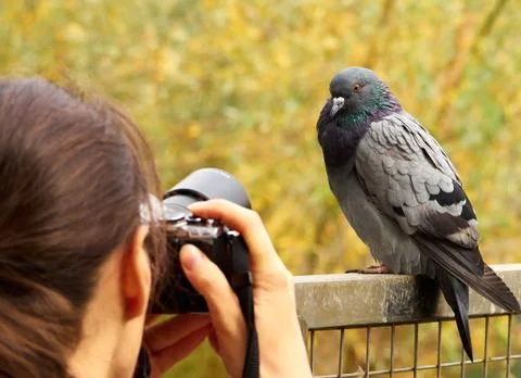 A women make photo of pigeon Stock Photos