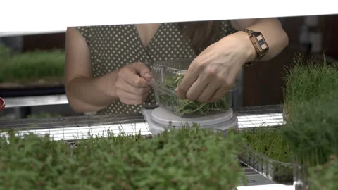 Women packaging microgreens Stock Footage 255222392