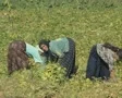 Women picking crops in field SD Footage