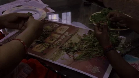 Women Picking Processing Coriander Leaves Stock Footage 77190887