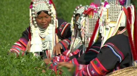 Women Picking Tea Stock Footage