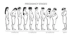 Women Pregnancy Stages: Graphic #67997849