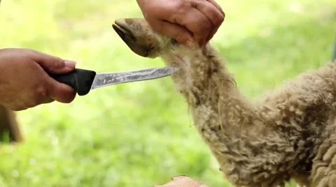 Women skinning a lamb Stock Footage 59125494