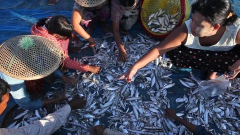 Women sorting fish in a basket on the beach, Ngapali, Myanmar Stock Footage 123749699
