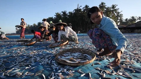 Women sorting fish on the beach, Ngapali, Myanmar Stock Footage 123749189