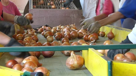 Women sorting onion in warehouse Video stock 32370082