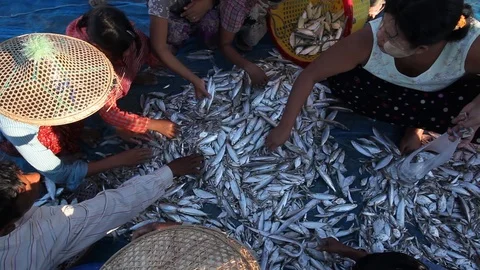 Women sorting a pile of fish on the beach, Ngapali, Myanmar Stock Footage 123749407