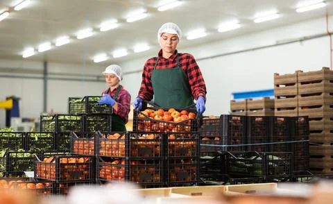 Women stack crates of tomatoes in vegetable factory warehouse Stock Photos