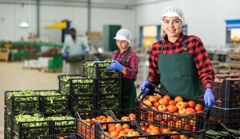 Women stack crates of tomatoes in vegetable factory warehouse Stock Photos