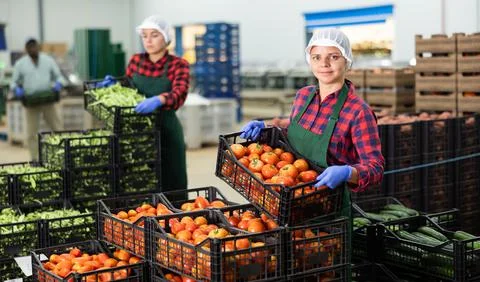 Women stack crates of tomatoes in vegetable factory warehouse Stock Photos