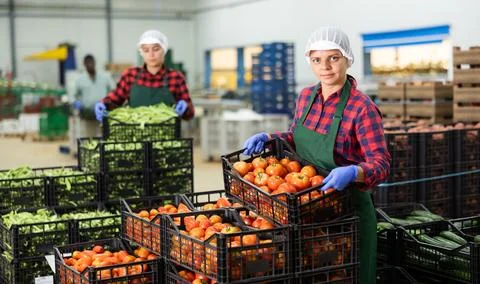 Women stack crates of tomatoes in vegetable factory warehouse Stock Photos
