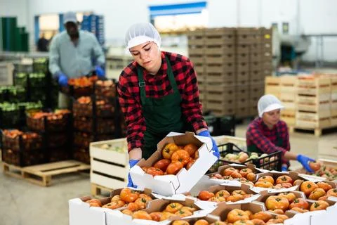 Women stack crates of tomatoes in vegetable factory warehouse Stock Photos