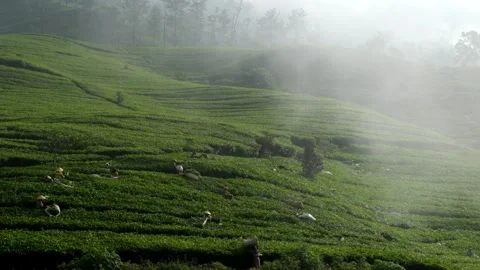 Women tea pickers work in the mist of plantations Stock Footage 274206338