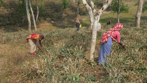 Women workers pruning tea plants during the dry season Stock Footage 153268860