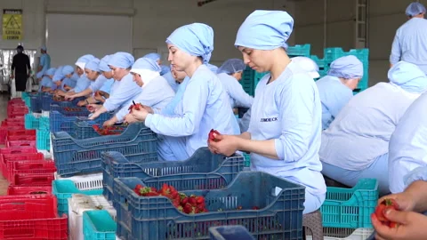 Women workers work in a fruit canning factory, fa01 Stock Footage 286969952
