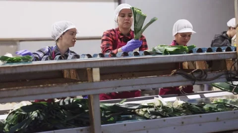 Women working in vegetable processing factory, controlling process of peeling Stock Footage 211277054