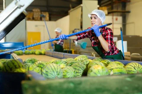 Women working in vegetable processing factory, controlling process of peeling Stock Photos