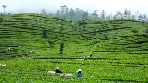 Women's activities work picking tea leaves Stock Footage 275249210