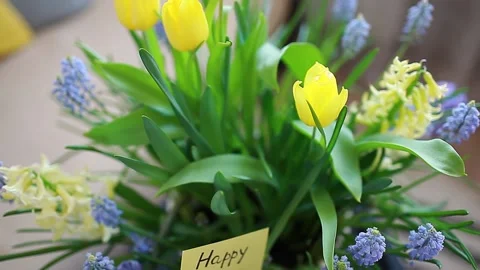 Womens Day, 8 March present. Pot with blooming spring yellow flowers and card Stock Footage 149252764
