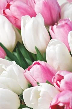 Womens Day spring tulip composition. Spring Floral Composition. Stock Photos