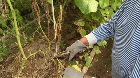 Women's gloved hands cut off dried cucumber stalks with a pruner Stock Footage 264134908