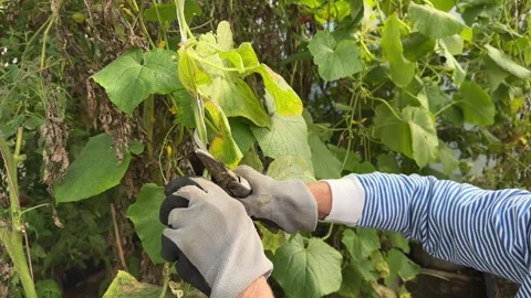 Women's gloved hands cut off dried cucumber stalks with a pruner. Closeup Stock Footage 264134989