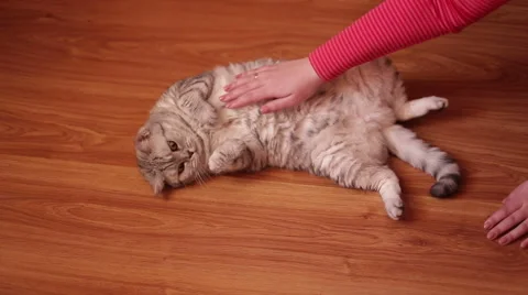 Women's hand gently stroking the gray cat lying on the floor Stock Footage 59979798