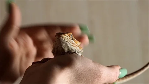 Women's hand strokes the terrible lizard-dragon. Agama bearded, pet Stock Footage 89464324