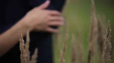 Women's hand touching field grass spikes Stock Footage 62408030