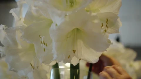Women's hands adjust large white flowers in a vase. Stock Footage 221325539