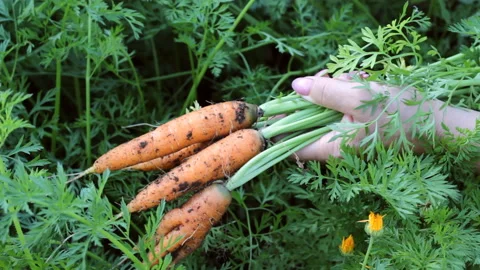 Women's hands are pulling carrots out of the ground and putting it in a bunch Stock Footage 100228693