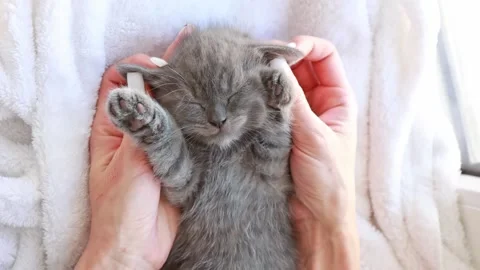 Women's hands are stroking a cute, gray baby kitten , the concept of human care Stock Footage 170488168