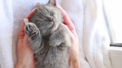 Women's hands are stroking a cute, gray baby kitten , the concept of human care Stock Footage 170488195