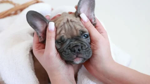 Women's hands are stroking a small French bulldog puppy lying on a white blan Stock Footage 180471990