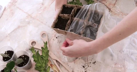Women's hands are wrapping pots for growing plants with a film on the table Stock Footage 172597295