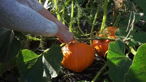 Women's hands cut the pumpkin in the bed. Preparing for Halloween Stock Footage 161684460