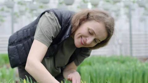 Women's hands in a field of tulips Stock-Footage 273238367