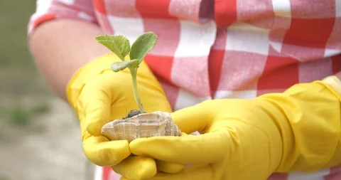 Women's hands in gloves keep a sprout in the shell Stock Footage 90860247