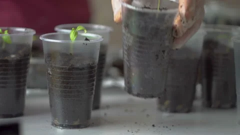 Women's hands in gloves put on the table a plastic Cup with a green seedling Stock Footage 106110832