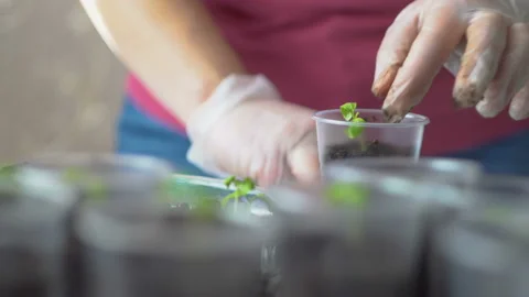 Women's hands in gloves puts dark soil in a Cup with a seedling 4K Stock Footage 106112461