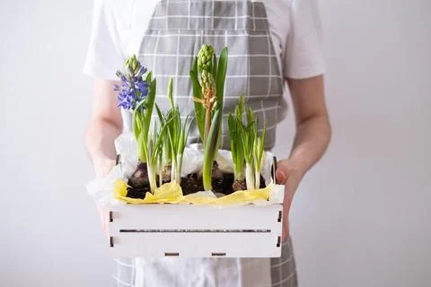 Women's hands hold a box with spring flowers hyacinths in their hands Stock Photos