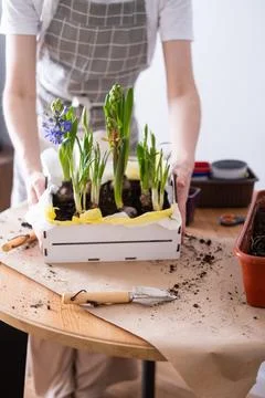 Women's hands hold a box with spring flowers hyacinths in their hands Stock Photos